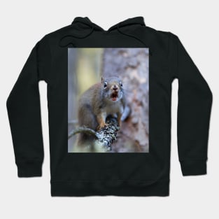 Chatter Box - Red Squirrel - Algonquin Park, Canada Hoodie